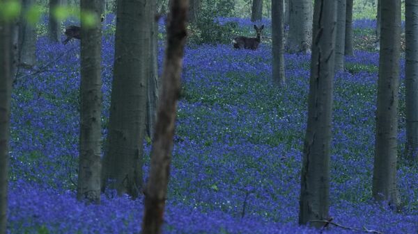 Цветение диких колокольчиков в Голубом лесу Бельгии - Sputnik Беларусь