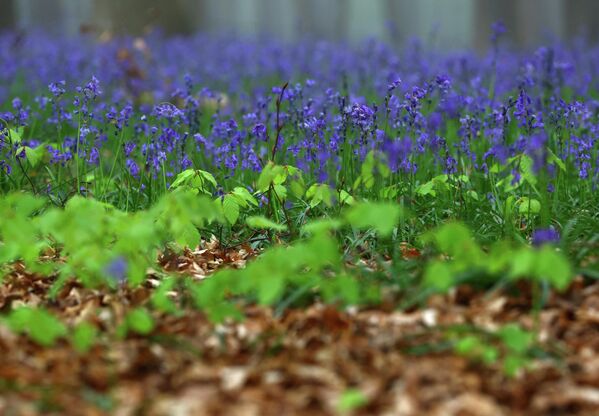 Цветение диких колокольчиков в Голубом лесу Бельгии - Sputnik Беларусь