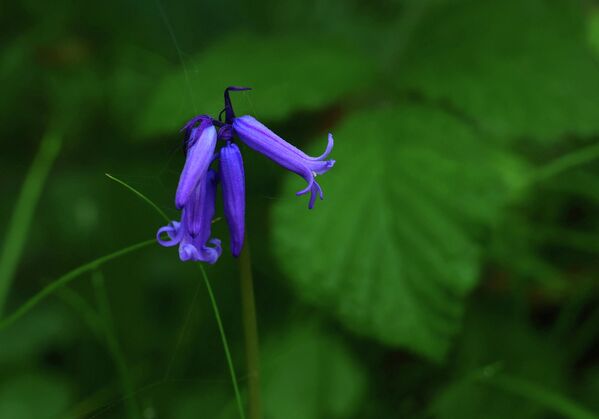 Цветение диких колокольчиков в Голубом лесу Бельгии - Sputnik Беларусь