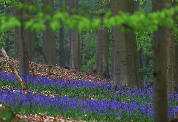 Цветение диких колокольчиков в Голубом лесу Бельгии - Sputnik Беларусь