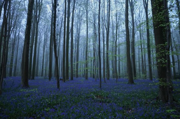 Цветение диких колокольчиков в Голубом лесу Бельгии - Sputnik Беларусь