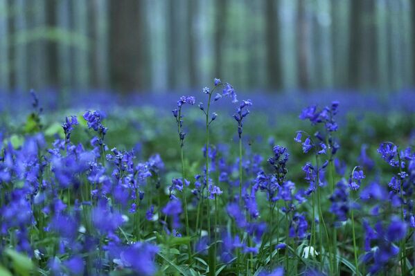 Цветение диких колокольчиков в Голубом лесу Бельгии - Sputnik Беларусь