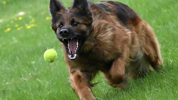 Немецкая овчарка - Sputnik Беларусь