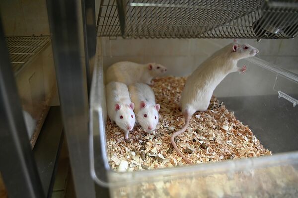 Лабораторные животные - Sputnik Беларусь
