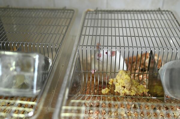 Лабораторные животные - Sputnik Беларусь