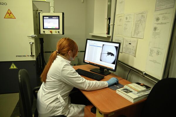 В Институте радиобиологии облучают лабораторных животных различными дозами радиации для проведения научных исследований - Sputnik Беларусь