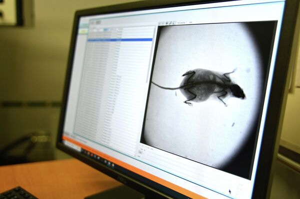 В Институте радиобиологии облучают лабораторных животных различными дозами радиации для проведения научных исследований - Sputnik Беларусь