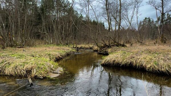 Святые криницы: волшебство природы недалеко от Минска (видео) - Sputnik Беларусь