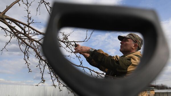 Обрезка деревьев: как не навредить и не заработать штраф