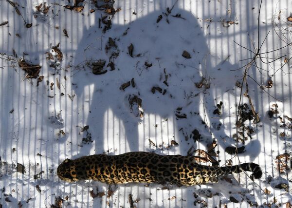 Далёкаўсходні леапард у Прыморскім сафары-парку. - Sputnik Беларусь