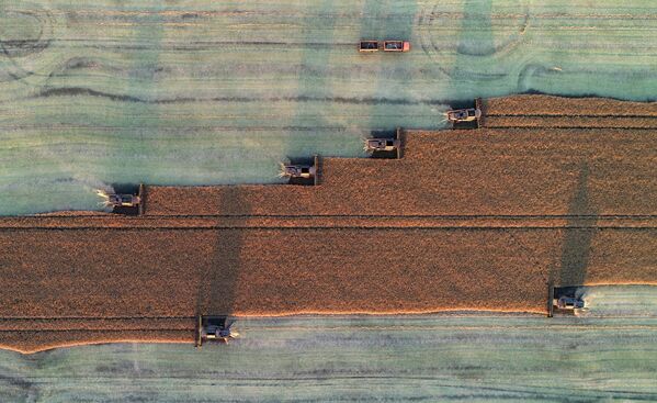 Уборка ўраджаю рапсу на полі ў наваколлях пасёлка Тальнікі ва Ужурскім раёне Краснаярскага краю. - Sputnik Беларусь