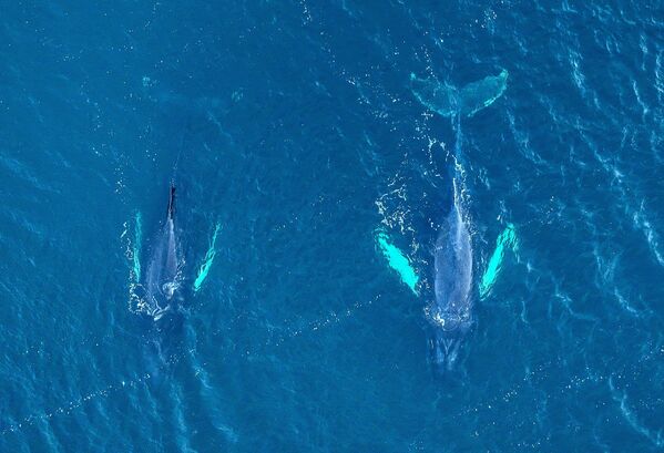 Гарбатыя кіты ля ўзбярэжжа Тэрыберкі Мурманскай вобласці. - Sputnik Беларусь