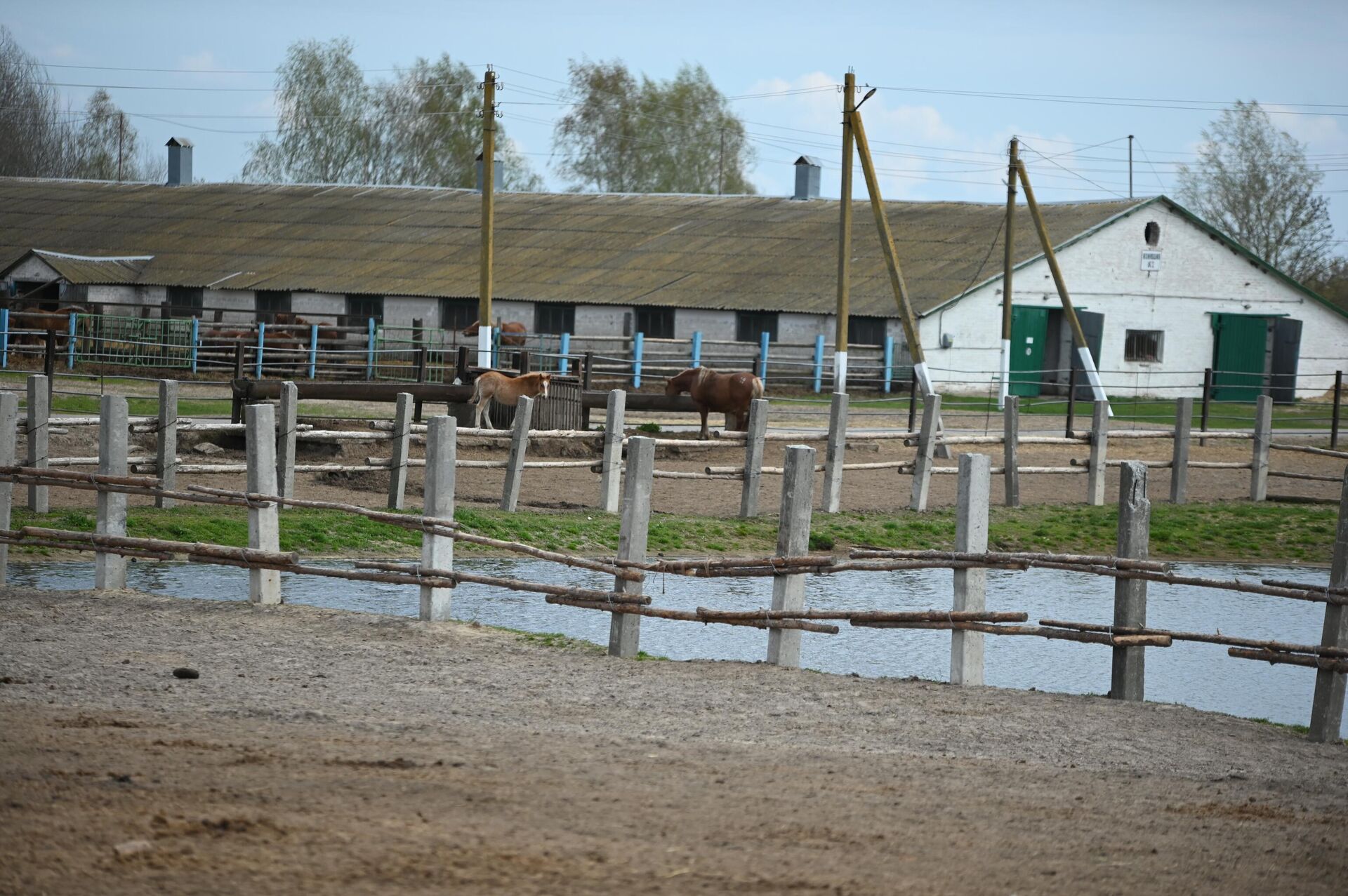 Лошади породы русский тяжеловоз в в Полесском радиационно-экологическом заповеднике - Sputnik Беларусь, 1920, 23.04.2026