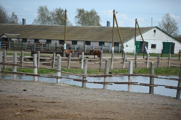 Лошади породы русский тяжеловоз в в Полесском радиационно-экологическом заповеднике - Sputnik Беларусь