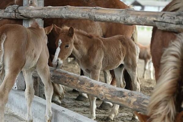 Лошади породы русский тяжеловоз в в Полесском радиационно-экологическом заповеднике - Sputnik Беларусь