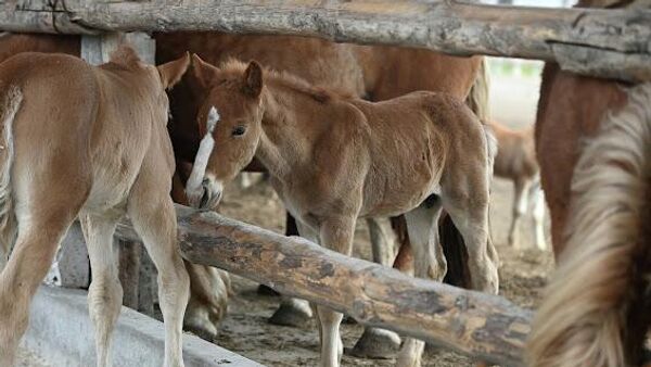Лошади породы русский тяжеловоз в в Полесском радиационно-экологическом заповеднике - Sputnik Беларусь