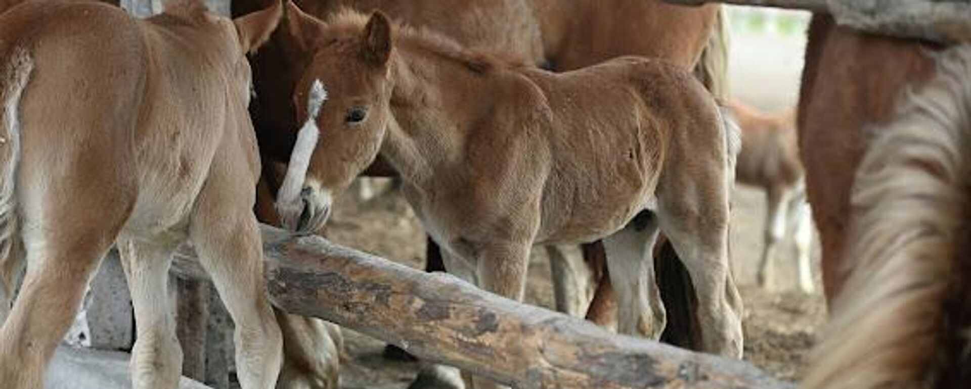 Коні пароды рускі ламавік у Палескім радыяцыйна-экалагічным запаведніку - Sputnik Беларусь, 1920, 26.04.2026
