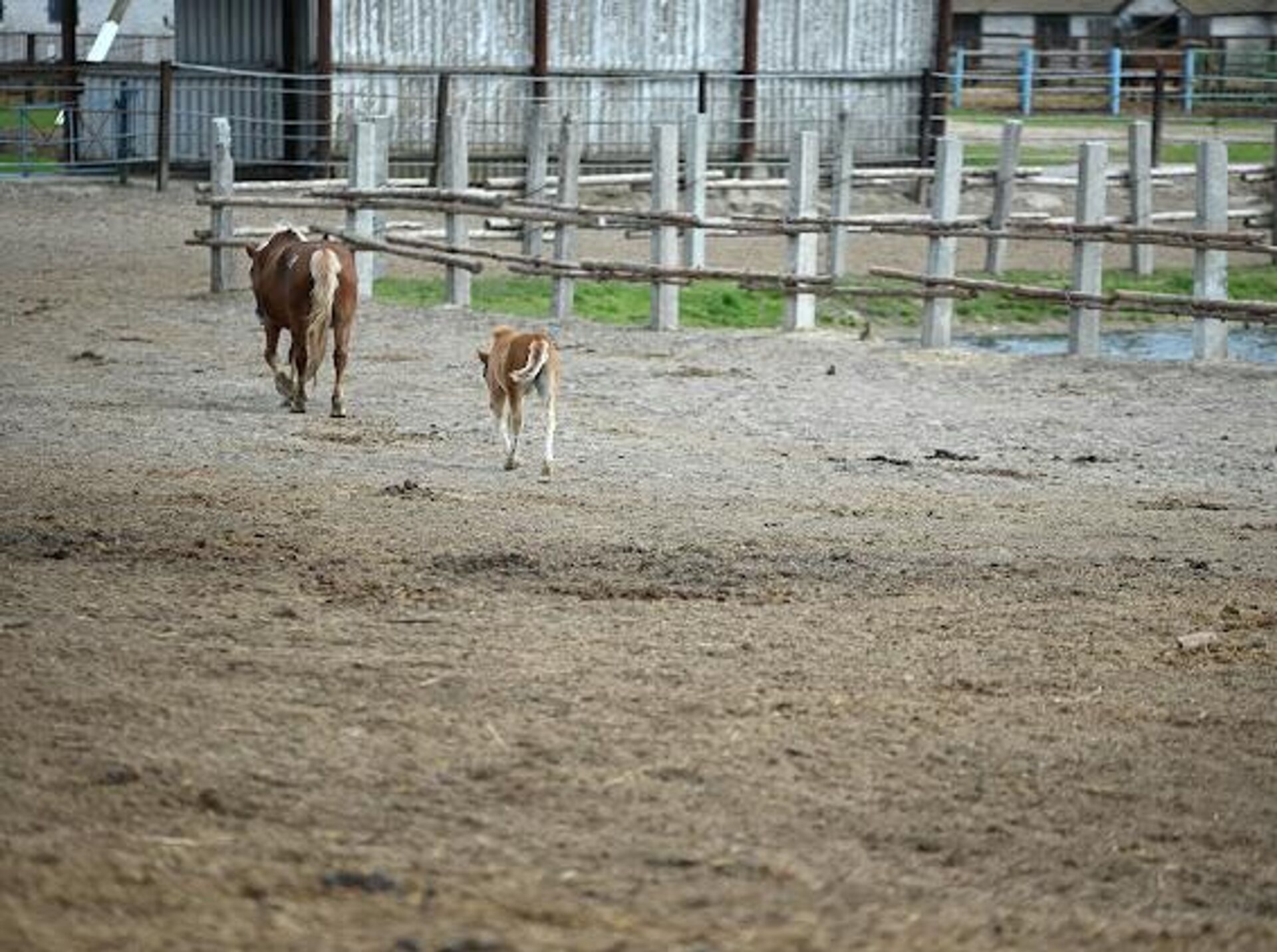Лошади породы русский тяжеловоз в в Полесском радиационно-экологическом заповеднике - Sputnik Беларусь, 1920, 23.04.2026