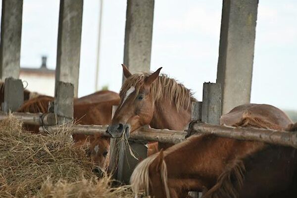 Лошади породы русский тяжеловоз в в Полесском радиационно-экологическом заповеднике - Sputnik Беларусь