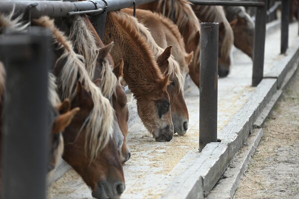 Лошади породы русский тяжеловоз в в Полесском радиационно-экологическом заповеднике - Sputnik Беларусь