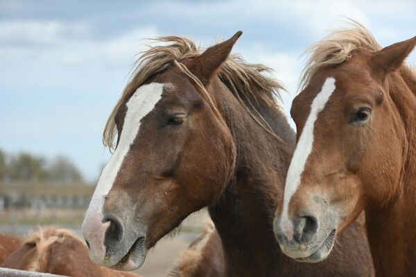 Лошади породы русский тяжеловоз в в Полесском радиационно-экологическом заповеднике - Sputnik Беларусь