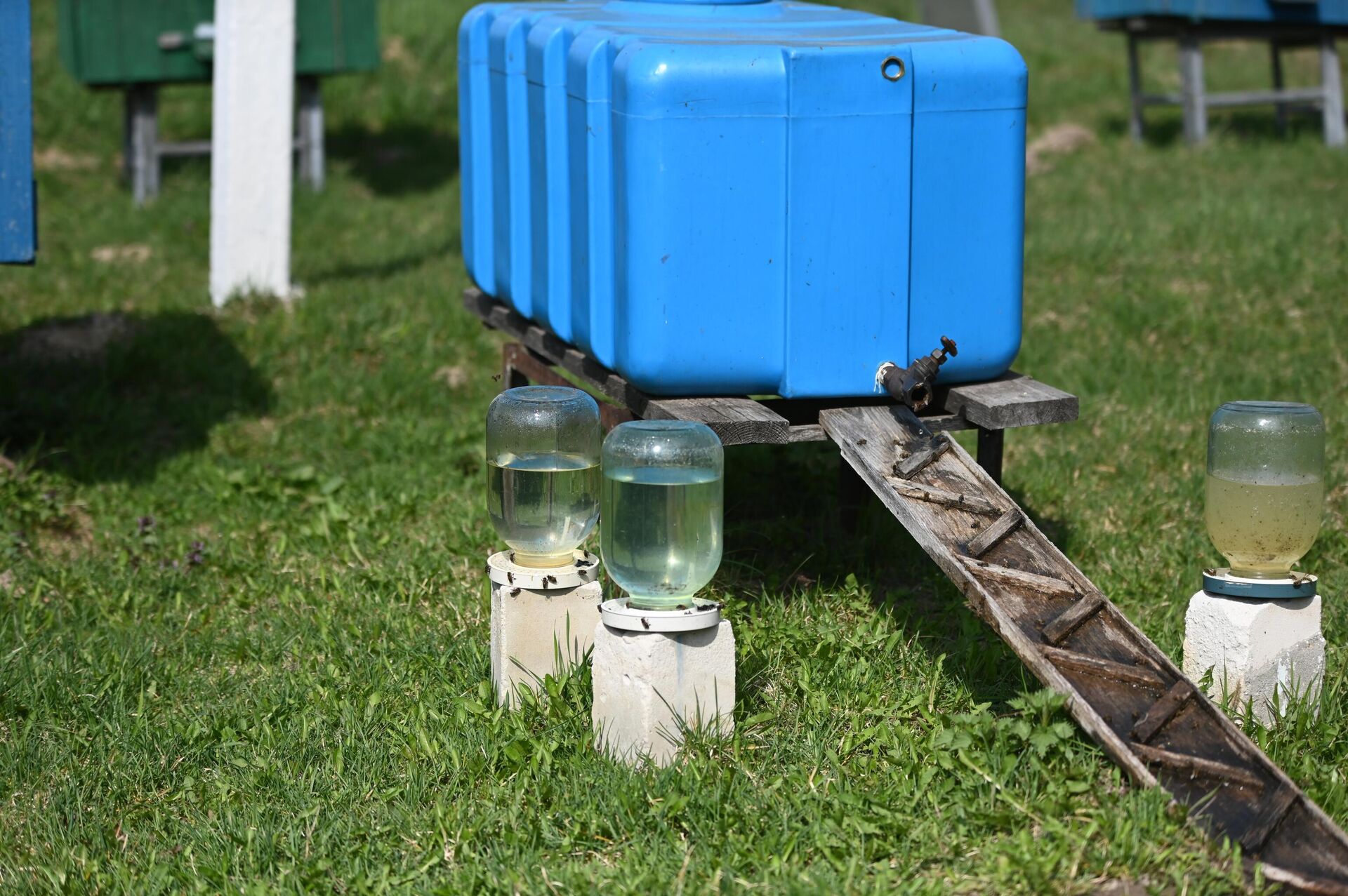 Разведение пчел в Полесском радиационно-экологическом заповеднике - Sputnik Беларусь, 1920, 23.04.2026