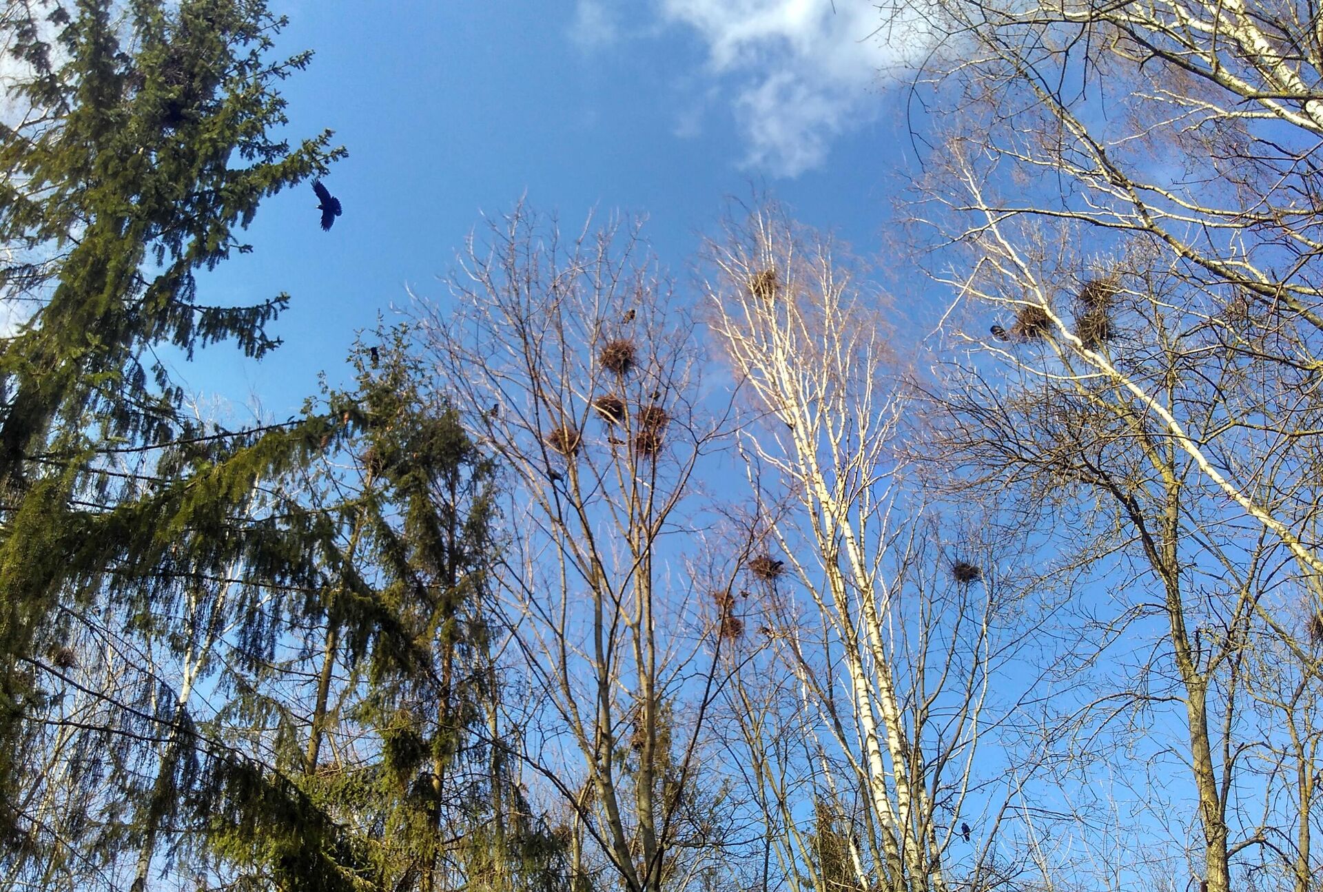 Птушкі і гнёзды ў красавіку - Sputnik Беларусь, 1920, 23.04.2026