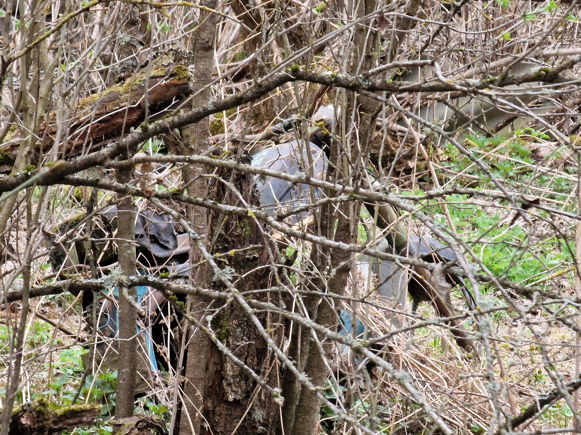 Заросший травой мотоцикл - Sputnik Беларусь, 1920, 23.04.2026