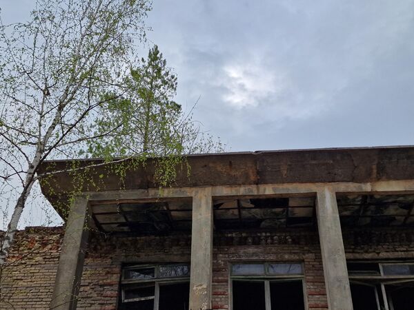 Сосна растет прямо из клуба в Погонном. - Sputnik Беларусь