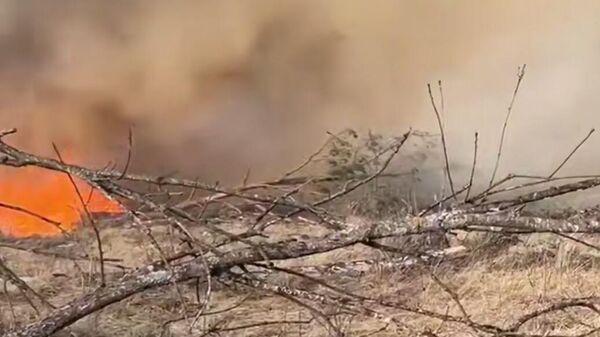 Лесной пожар в Пинском районе - Sputnik Беларусь