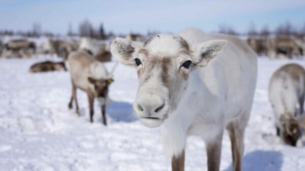Северных оленей в тундре начали пасти со спутника (видео) - Sputnik Беларусь