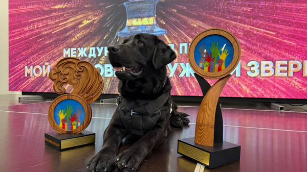 Спасатели Беларуси и служебный пес Дарк стали лауреатами международной премии Мой ласковый и нужный зверь - Sputnik Беларусь