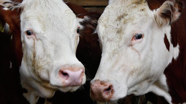 Герэфордская парода БРЖ - Sputnik Беларусь