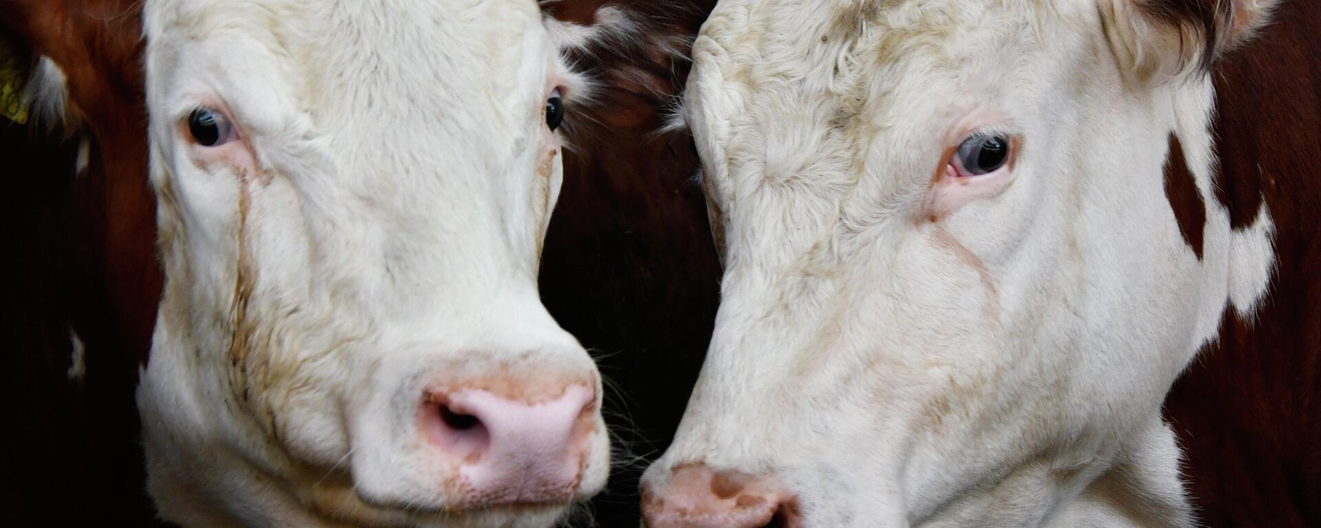 Герефордская порода КРС - Sputnik Беларусь, 1920, 26.04.2026