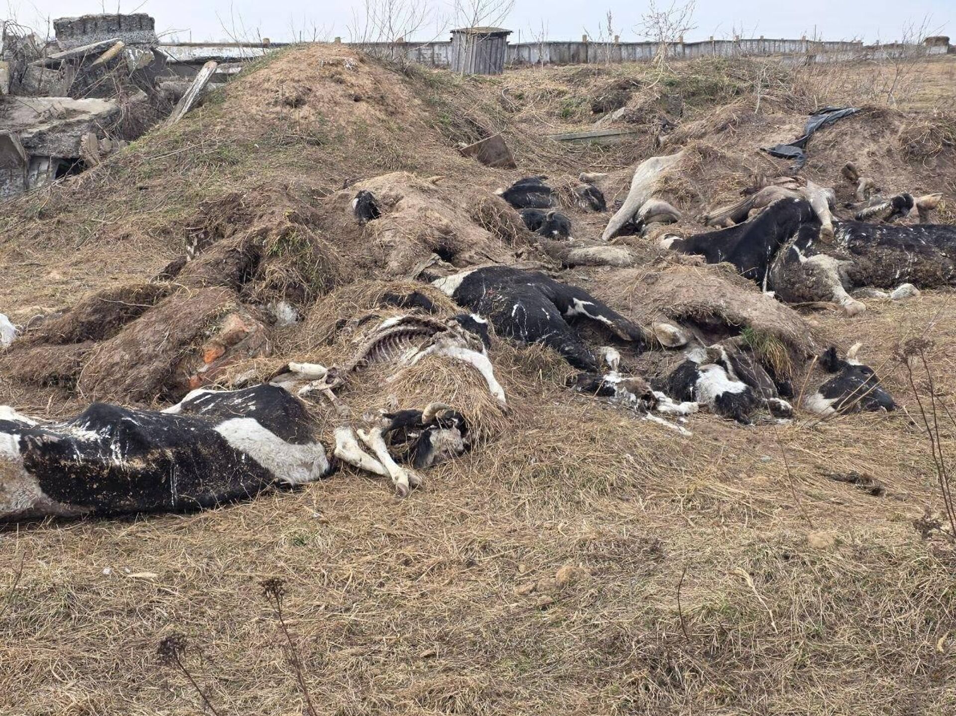 Фотографии Комитета госконтроля, доказывающие падеж скота - Sputnik Беларусь, 1920, 26.04.2026