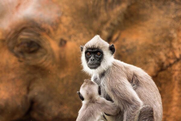 Номинация "Млекопитающие". Ян Пиеча "Фон слона". На снимке — ​​самка южного ханумановского лангура с детенышем на фоне крупного слона. - Sputnik Беларусь