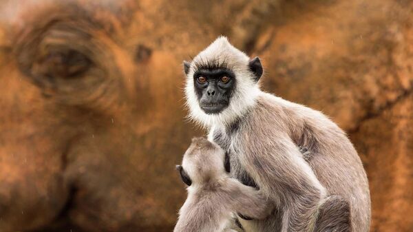 Снимок Elephant backdrop фотографа Jan Piecha, ставший шестым в категории  Mammals конкурса GDT Nature Photographer of the Year 2026 - Sputnik Беларусь