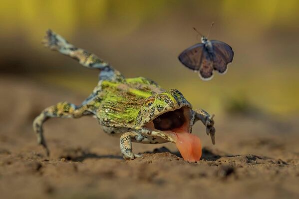 Номинация "Другие животные". Кадр под названием "Практика ведет к совершенству" Йенса Кульманна.Автору удалось запечатлеть, как молодой африканский лягушонок-бык не смог поймать свою добычу. - Sputnik Беларусь