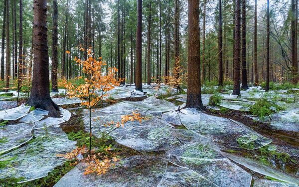 Номинация  "Пейзажи". Эйке Кристиан "Замерзший лес". Это природное зрелище образовалось после того, как река вышла из берегов, поверхность воды замерзла, вода под ней отступила, а затем лед раскололся.  - Sputnik Беларусь