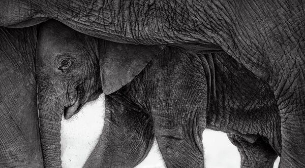 Номинация "Млекопитающие". Прити Джон "Приют". Слоненок ищет укрытие от палящего солнца в единственной доступной тени — под телом своей матери.  Фотография сделана в национальном парке Амбосели, Кения. - Sputnik Беларусь