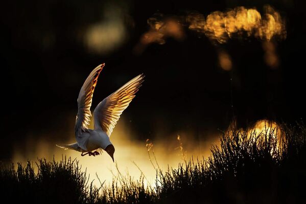Номинация "Птицы". Радомир Якубовский "Черноголовая чайка". На фото, сделанном в контровом свете, черноголовая чайка заходит на посадку на болото в Камарге. - Sputnik Беларусь