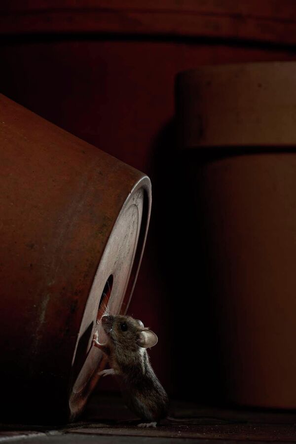 Номинация "Млекопитающие". Иво Нирманн "Ночной дозор". Фотоловушка на террасе запечатлела мышь во время ее "ночного дозора".  - Sputnik Беларусь