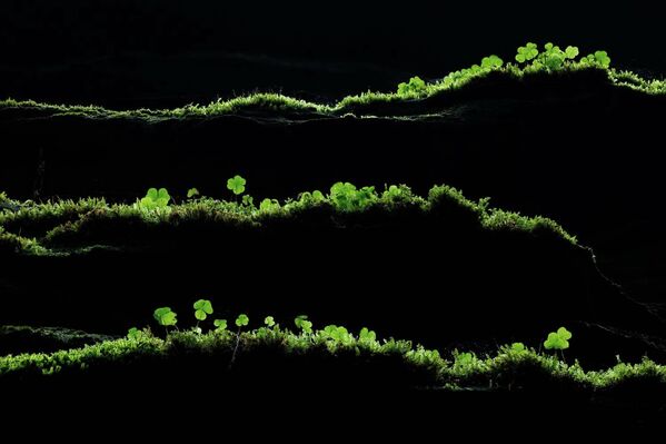 Номинация "Растения и грибы". Тобиас Рихтер "Зеленые линии".Весна в Эльбских Песчаниковых горах, когда мхи, папоротники и кислица оживляют скалистые уступы прохладных, темных ущелий. - Sputnik Беларусь