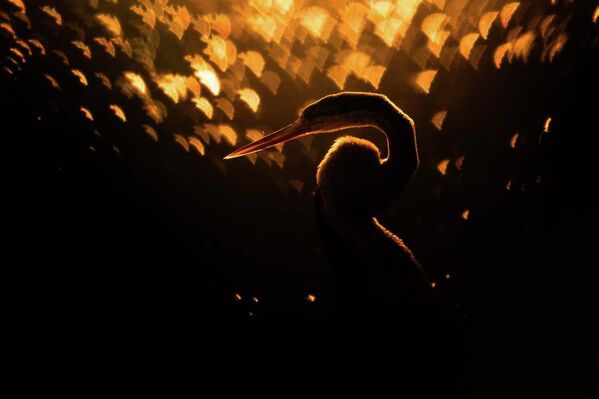 Номинация "Птицы". Рахул Сачдев "Золотистая змеешейка". Эта змеешейка в мягком утреннем свете выглядит как произведение искусства, созданное природой. - Sputnik Беларусь