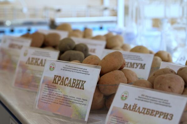 Научно-практический центр НАН Беларуси по картофелеводству и плодоовощеводству - Sputnik Беларусь