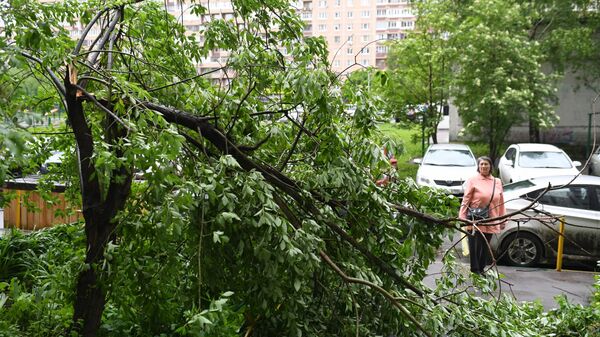 Сломанное дерево во дворе жилого дома  - Sputnik Беларусь