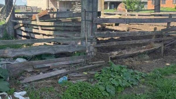 Житель Костюковичского района забивал свинью, но выстрелил в собственного сына, возбуждено уголовное дело - Sputnik Беларусь