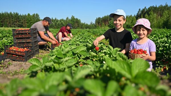 Сладкий бизнес: как семья в Лунинецком районе выращивает клубнику на продажу - Sputnik Беларусь