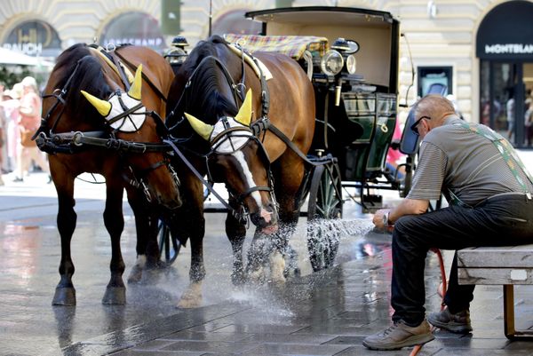 Извозчик фиакра охлаждает своих лошадей жарким летним днем в центре Вены, Австрия