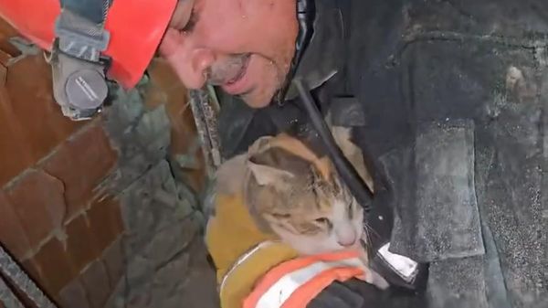 Спасенная кошка после землетрясения.